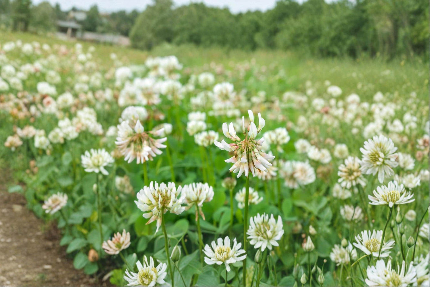 Dutch White Clover Seeds – Trifolium repens for Ground Cover, Lawn, Erosion Control, Perennial Planting