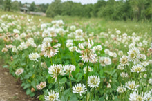 Dutch White Clover Seeds – Trifolium repens, Perennial Ground Cover for Lawns, Erosion Control & Cover Crops