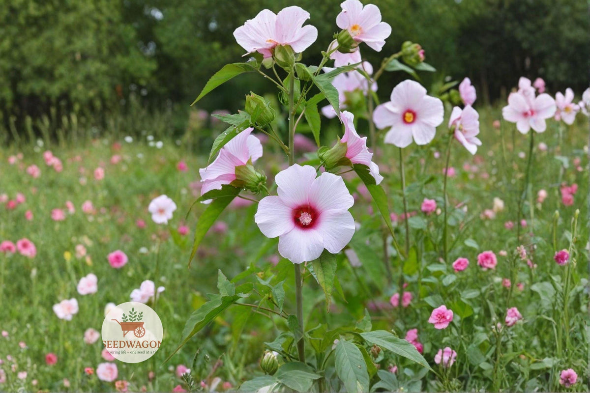 Native Rose Mallow Seeds | Hibiscus militaris | Perennial Pollinator Flower for Gardens & Rain Gardens