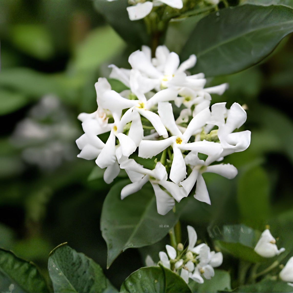 Star Jasmine Cuttings | Unrooted Clippings | Fragrant White Flowers | Trachelospermum Jasminoides Climbing Vine