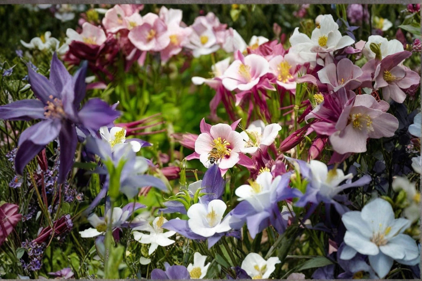 McKana Columbine Seeds – Multicolor Aquilegia x hybrida Perennial Wildflower for Borders & Pollinators