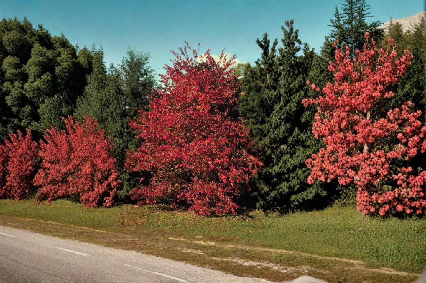 Thornless Hawthorn Seeds for Planting – Crataegus crus-galli, Ornamental Deciduous Tree, Wildlife-Friendly, Spring Flowers, Fruit