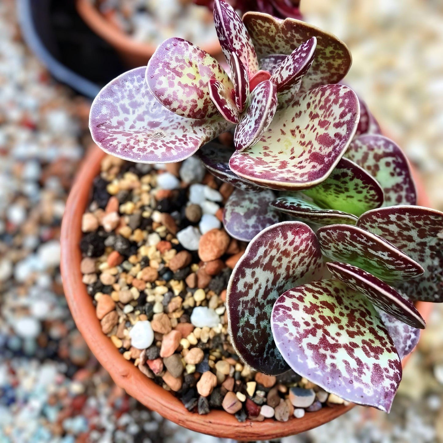 Calico Hearts Succulent Plant | Adromischus maculatus | Chocolate Drop | Live Rooted Succulent for Indoor & Outdoor Gardens