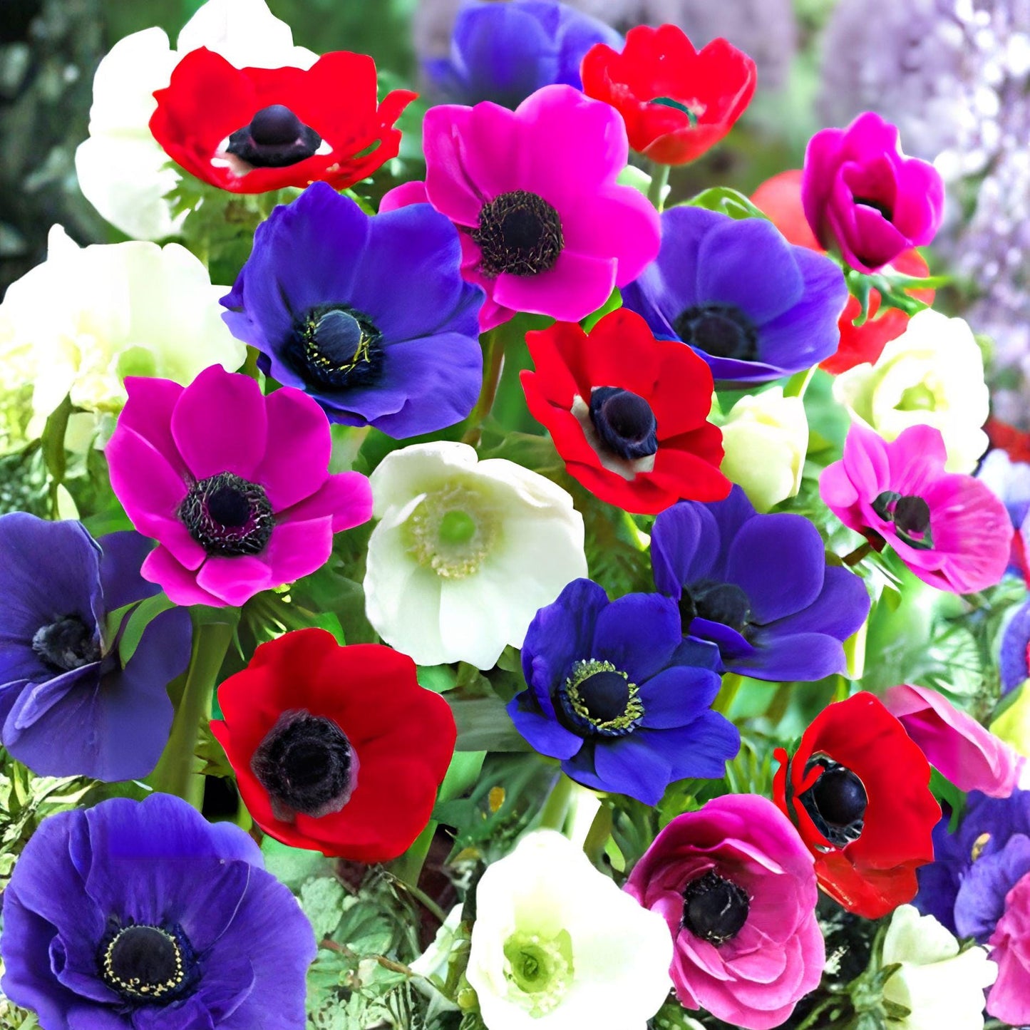 Anemone De Caen Mix Bulbs | Dutch Windflowers | Colorful Spring Blooms | Hardy Perennial | Anemone coronaria