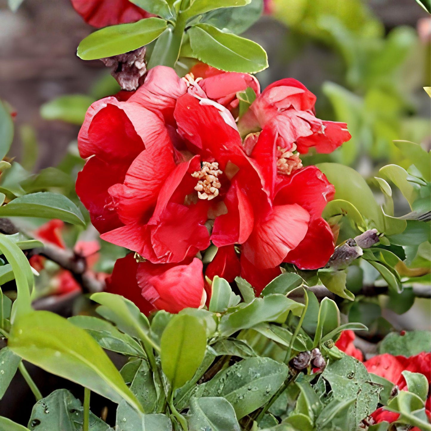 Texas Scarlet Flowering Quince Live Plant | 6–8 Inch Red Blooming Shrub | Chaenomeles × superba ‘Texas Scarlet’