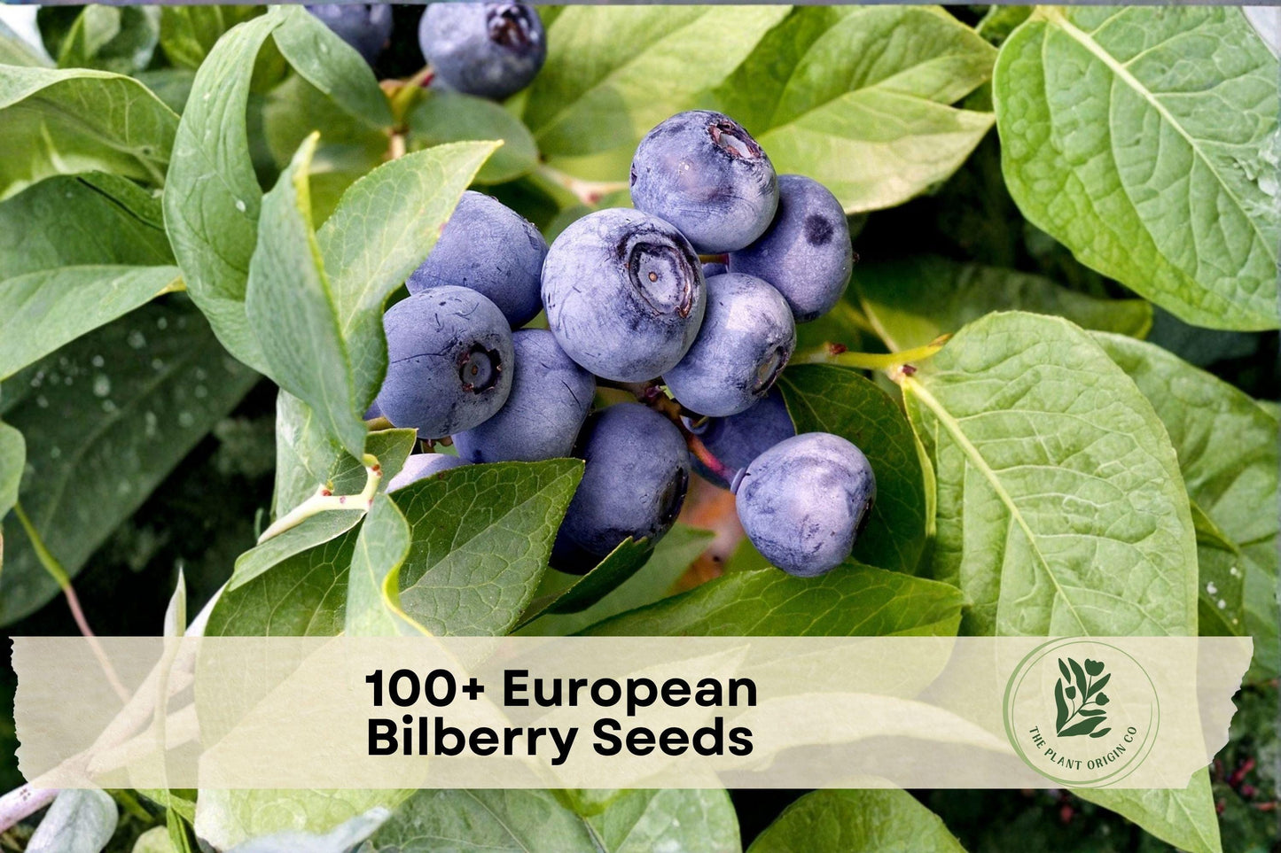 European Bilberry Seeds – Lowbush Vaccinium myrtillus for Woodland Gardens, Acidic Soil, Blue-Black Berries, Ornamental Foliage