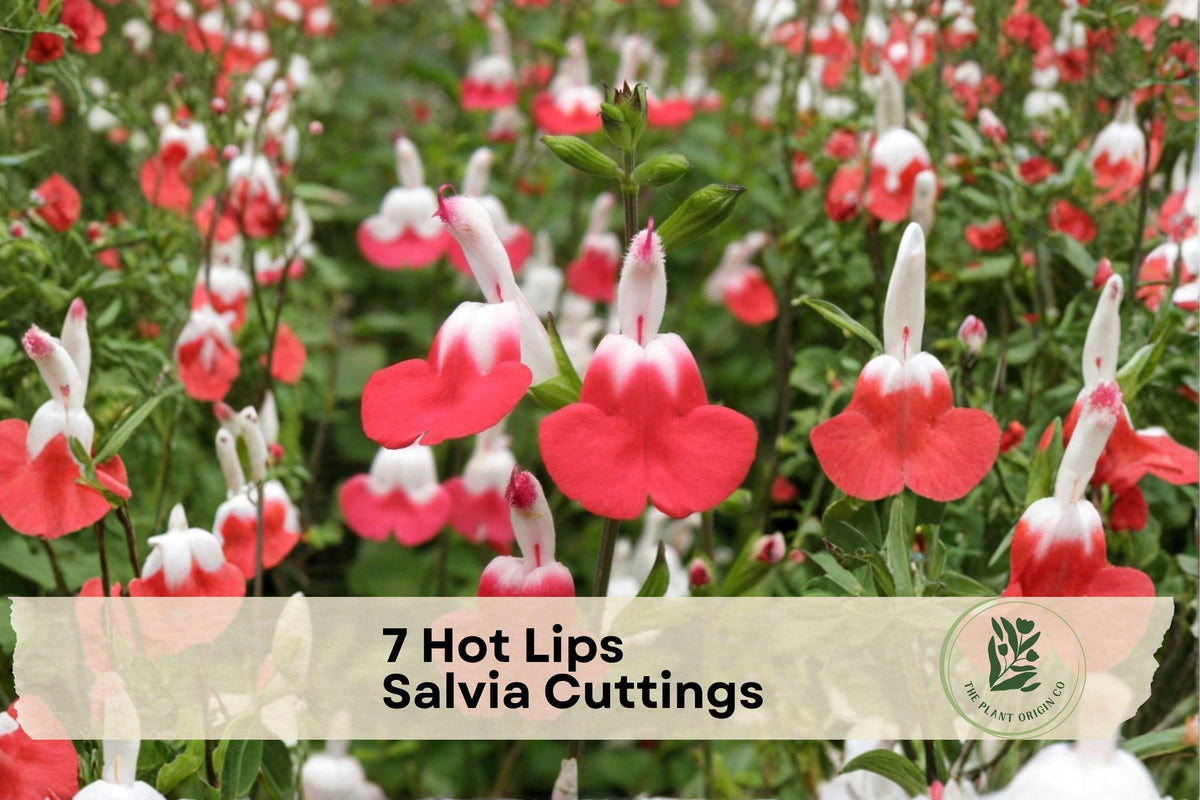7 Hot Lips Salvia Cuttings – Unrooted Flowering Herb, Red & White Blooms, Salvia greggii, Patio & Garden Propagation