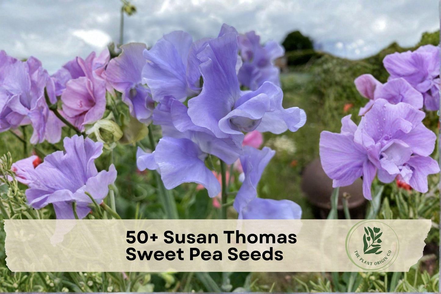Susan Thomas Sweet Pea Seeds, Climbing Flowering Vine, Fragrant Pastel Blooms, Lathyrus odoratus, Garden, Trellis, Container