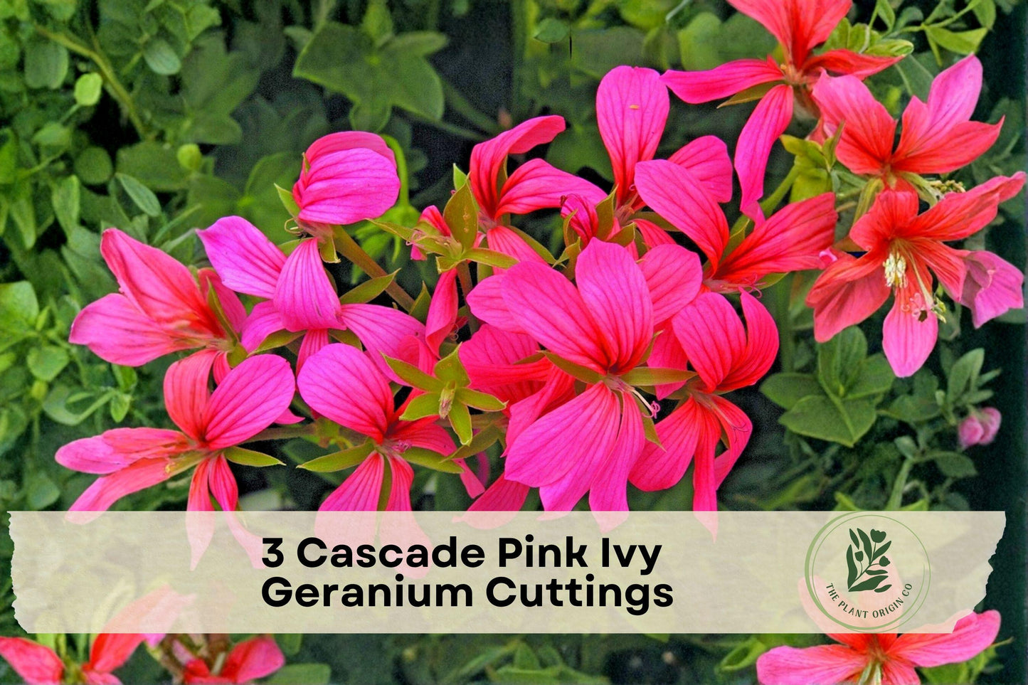 3 Cascade Pink Ivy Geranium Cuttings, Pelargonium peltatum, Trailing Pink Flowering Plant for Hanging Baskets & Containers