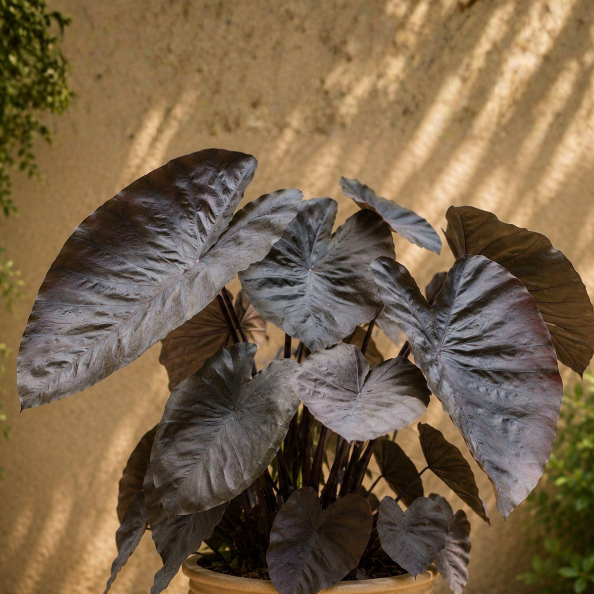 Colocasia Diamond Head Bulb – Nearly Black Elephant Ear Plant, Tropical Foliage, Container & Garden Plant, USDA Zones 9-12