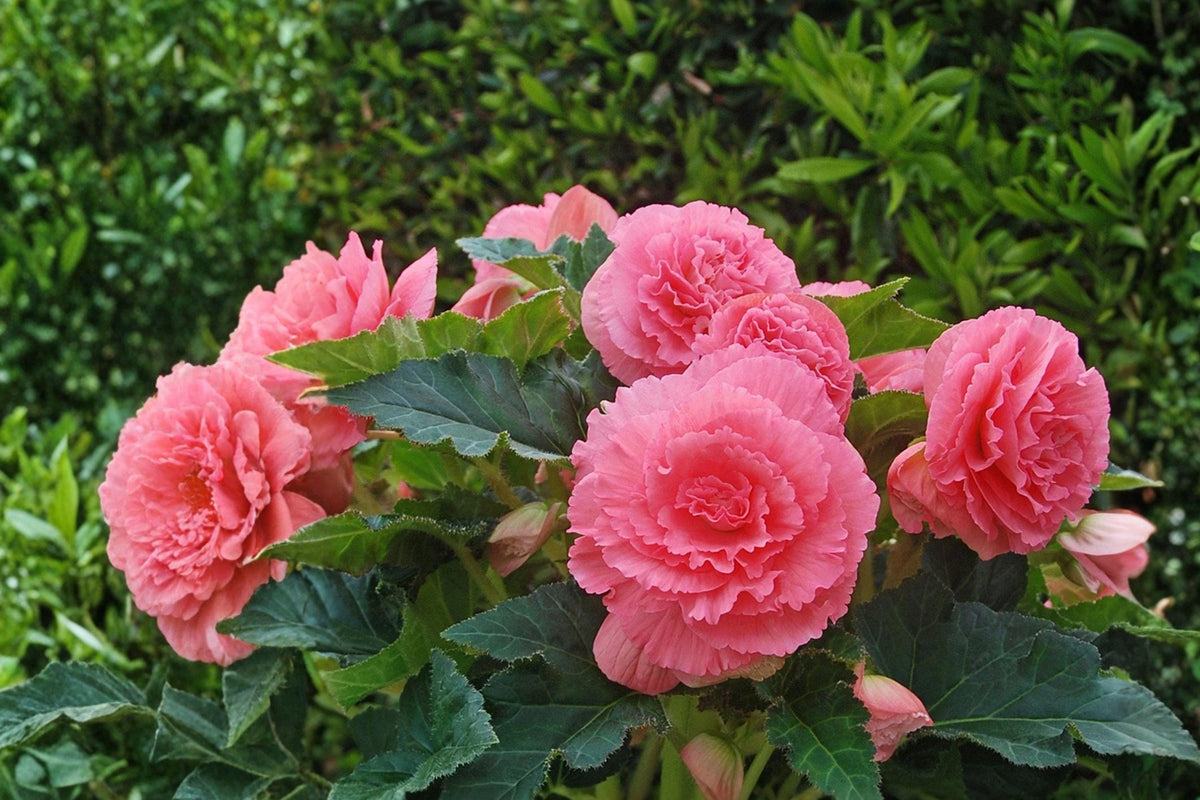 Giant Ruffled Pink Begonia Bulbs – Tropical Summer Flowers for Shade Gardens, Begonia x tuberhybrida, Container & Border Plant