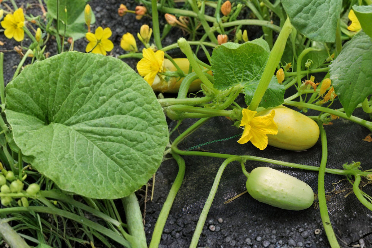 Carolina Pickling Cucumber Seeds – Cucumis sativus, Small Green Fruits, For Pickling & Fresh Use, Annual Vegetable, 28 Seeds