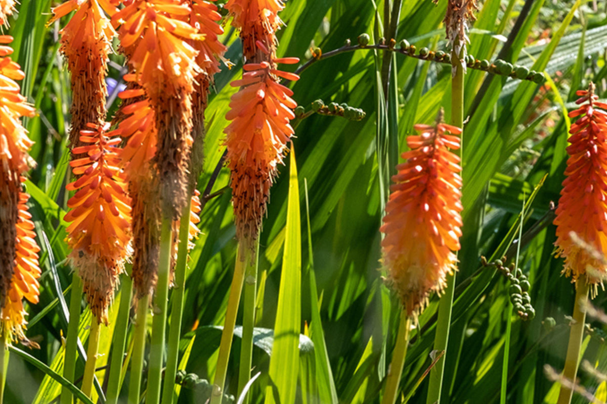 Red Hot Poker Tritoma 30 Seeds Perennial Flower Kniphofia uvaria, Torch Lily, Bright Red Orange Yellow Blooms