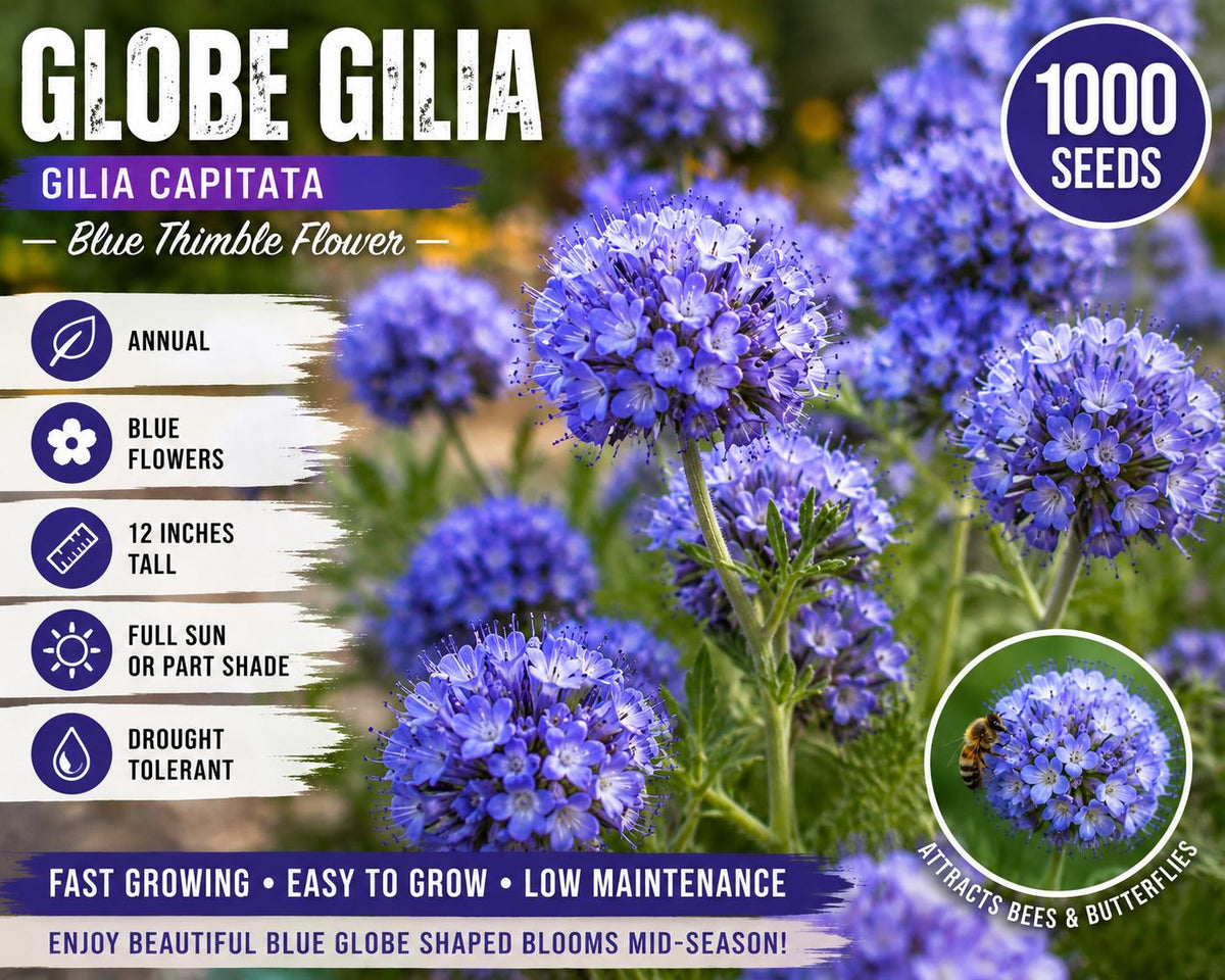 Globe Gilia Seeds 1000 Blue Annual Flower Gilia capitata Drought Tolerant Easy Care