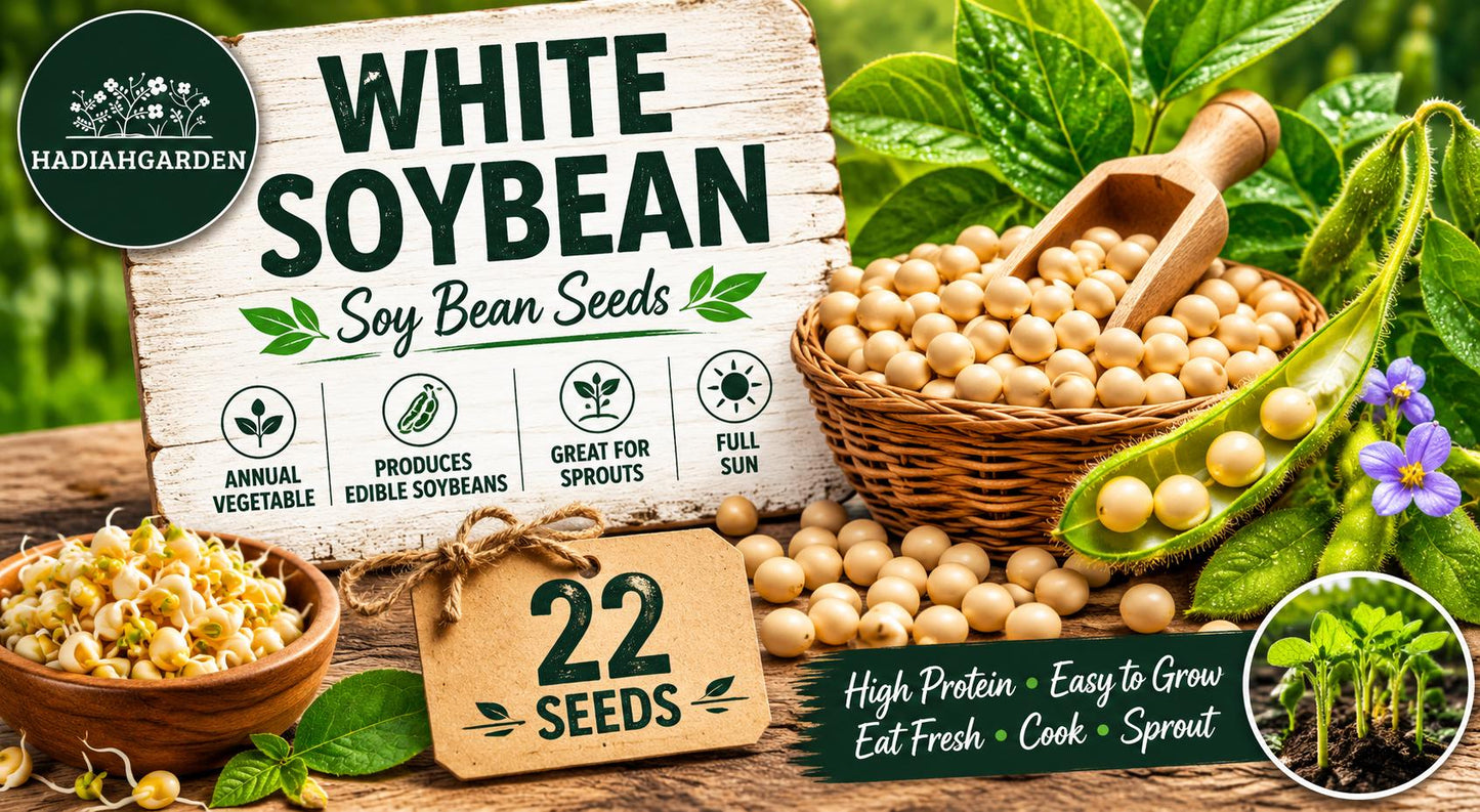 White Soybean Seeds – Glycine max, Edible Protein-Rich Beans for Home Gardens, Sprouting & Cooking, 22 Seeds
