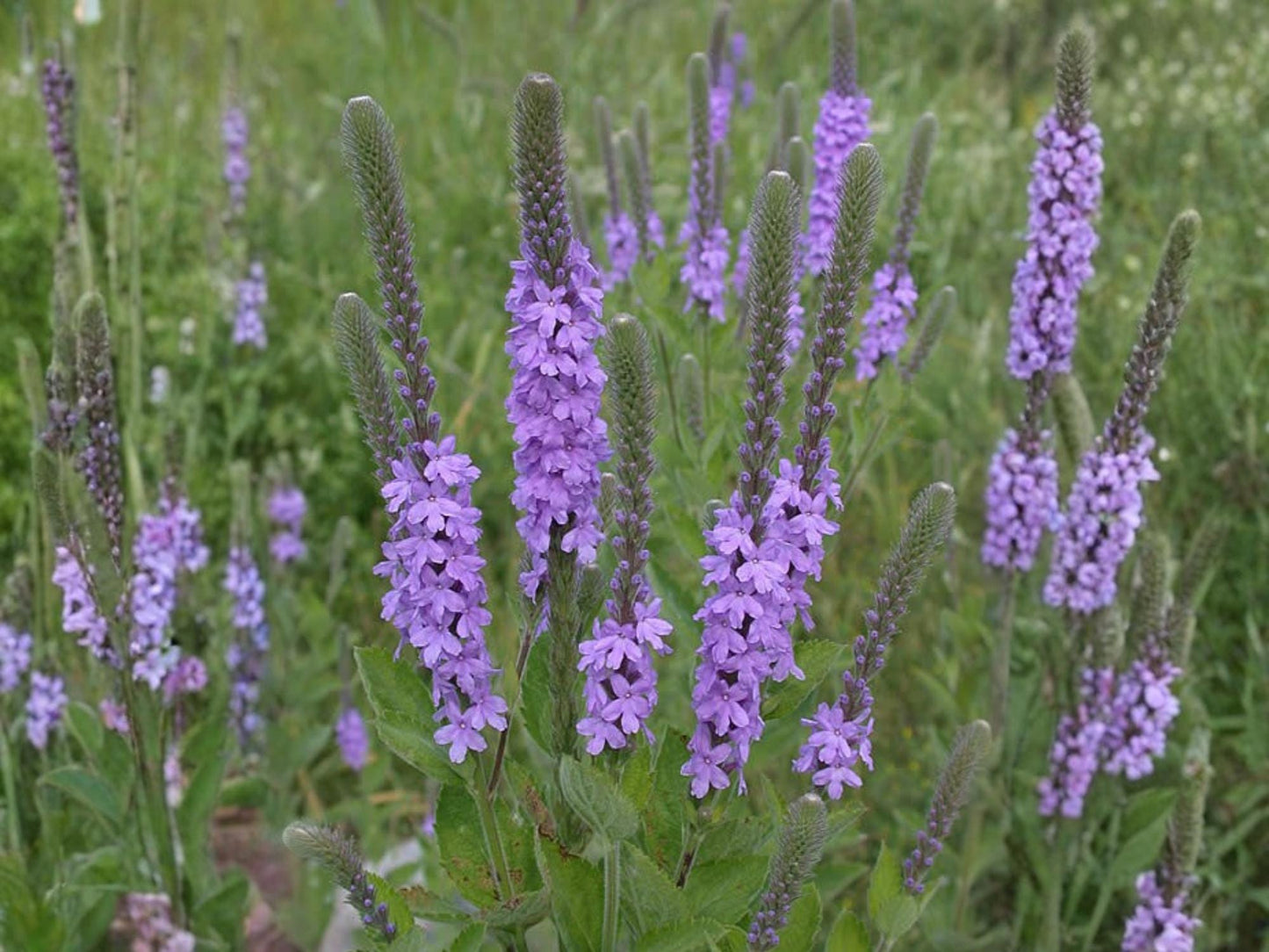 Hoary Vervain Seeds – Verbena stricta Wildflower Seeds for Pollinator Gardens, Cottage Garden, Natural Landscape, 100 Seeds