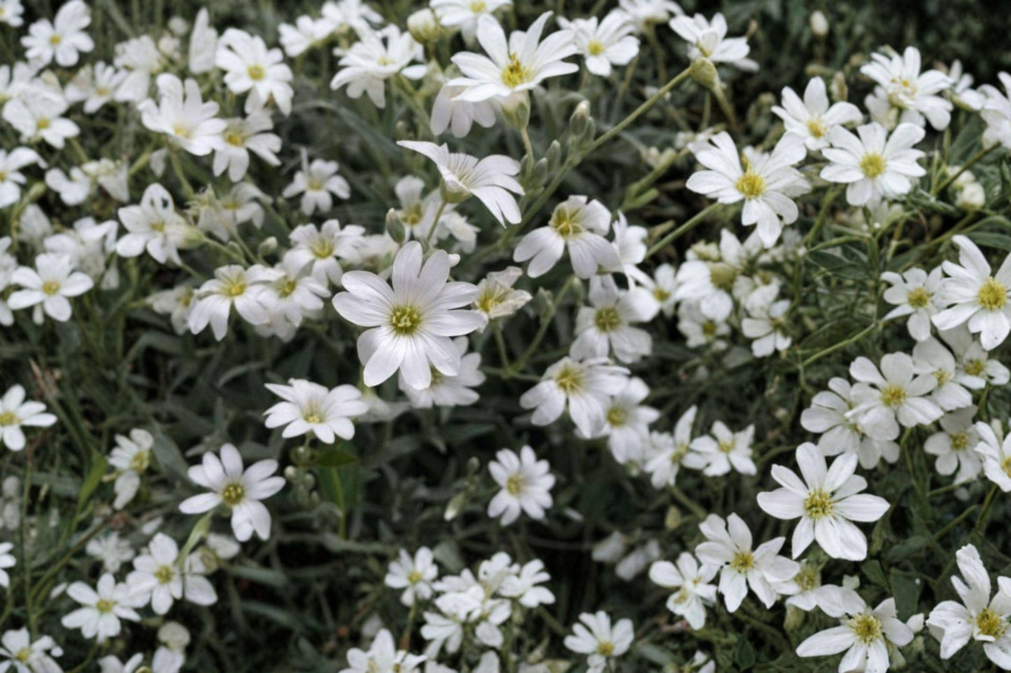 Snow in Summer Seeds - Cerastium tomentosum Perennial Groundcover - White Flowers, Drought Tolerant, Full Sun, 100 Seeds