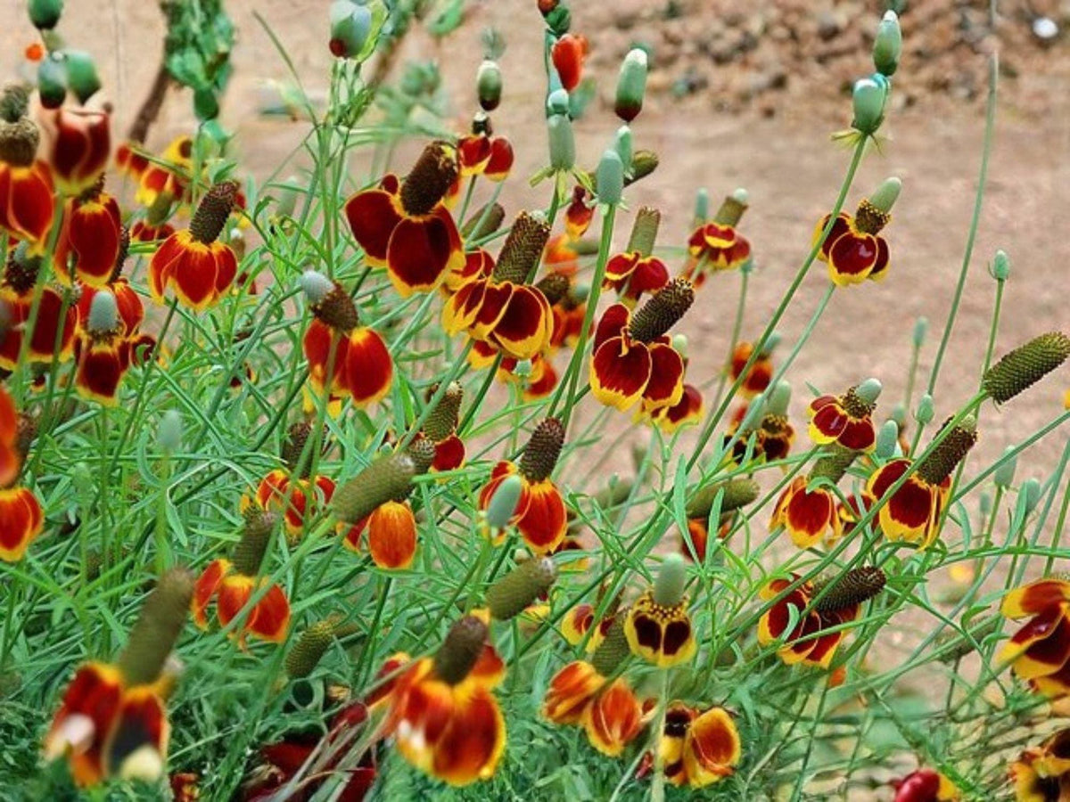 Mexican Hat Flower Seeds – Native Wildflower for Prairie & Pollinator Gardens – Ratibida columnifera pulchra