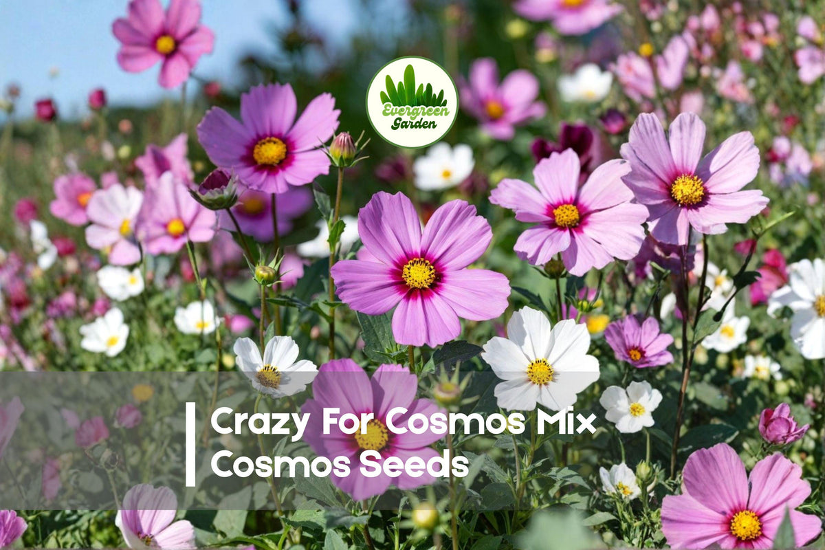 Crazy For Cosmos Mix Seeds – Bright Colorful Blooming Annuals for Borders & Wildflower Gardens – Cosmos bipinnatus