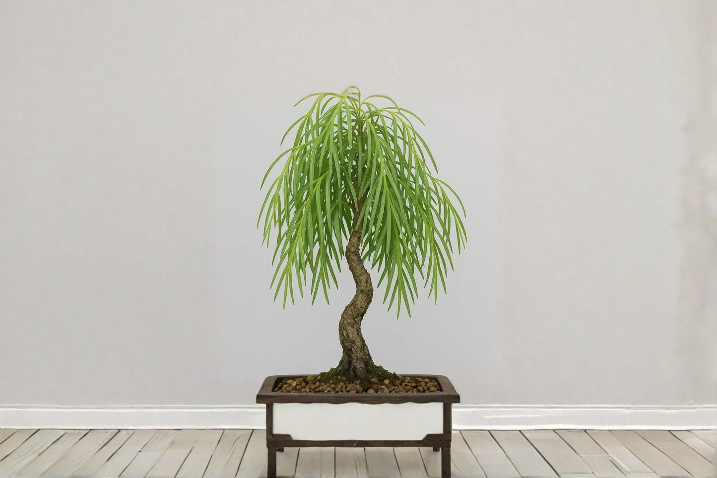 Dwarf Australian Weeping Willow Bonsai Cutting – Salix sp. Live Propagation Starter for Bonsai and Landscaping