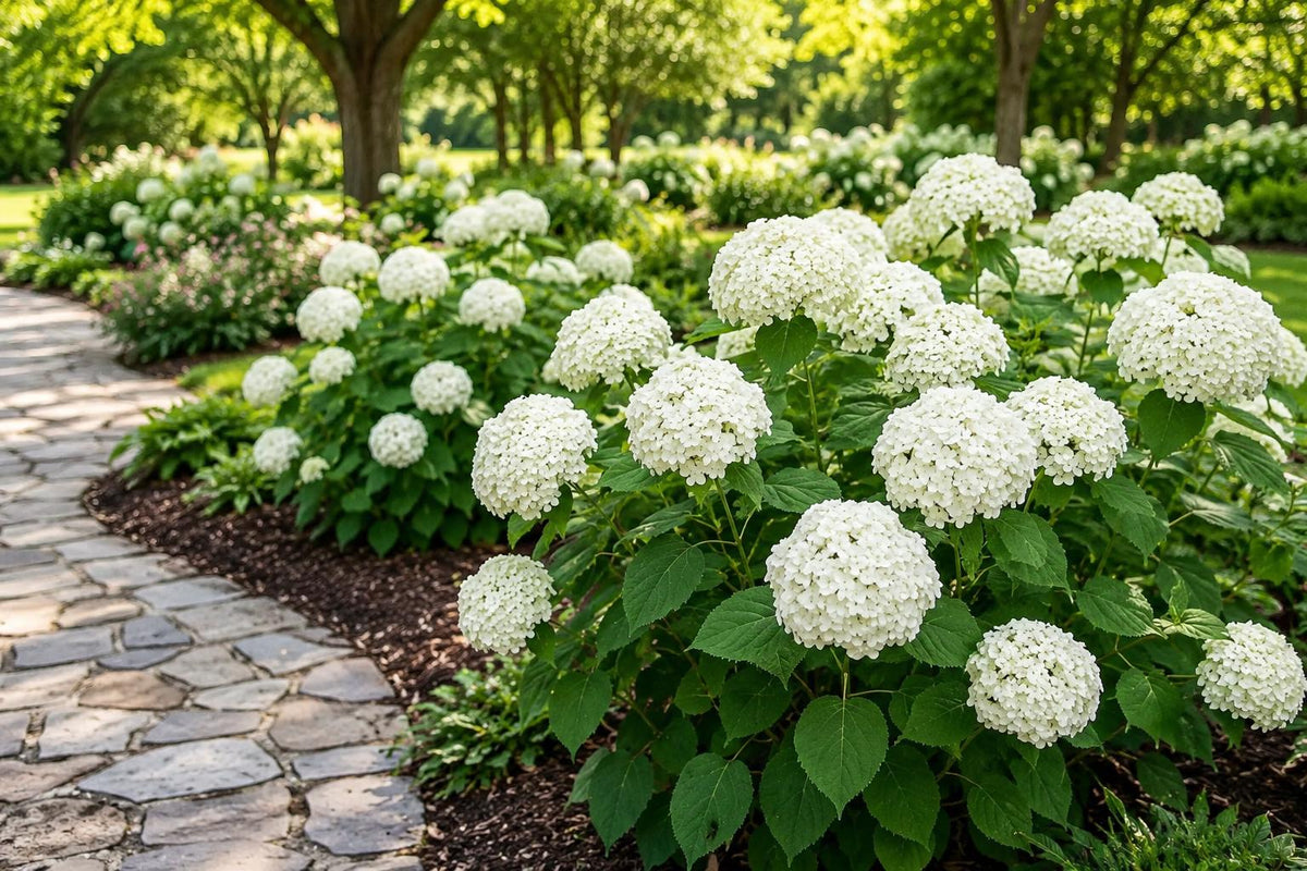 White Hydrangea Seeds - 50 Pack for Home Gardening - Hydrangea macrophylla - Blooming White Flowers, Easy to Grow, Non-GMO