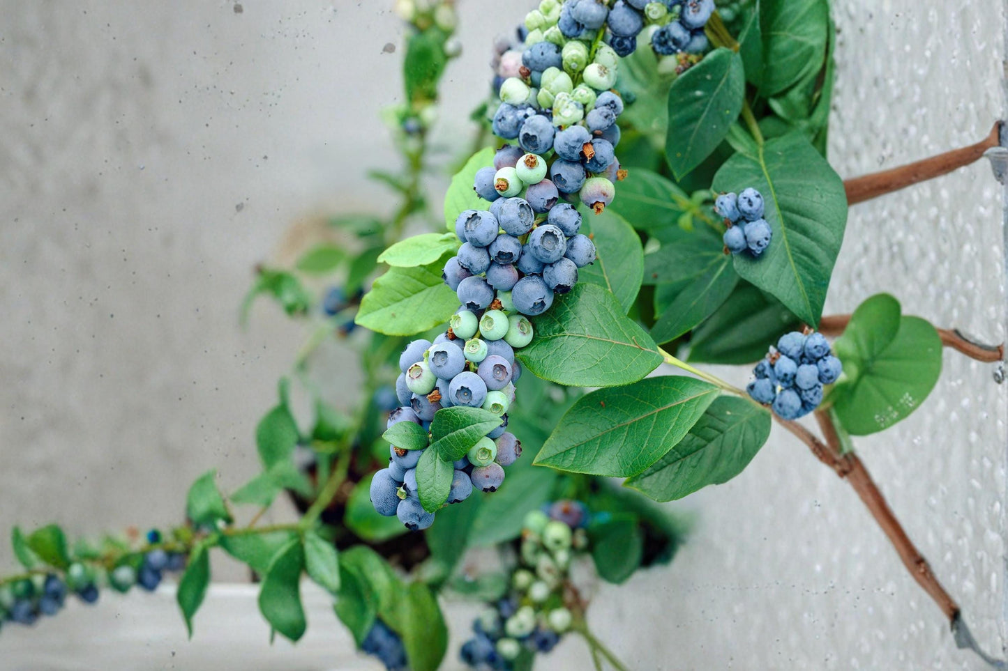 Blueberry Plants 2 Pack – Vaccinium corymbosum 'Blueray' – Edible Blue Berries, Fruit Shrub for Outdoor Gardens