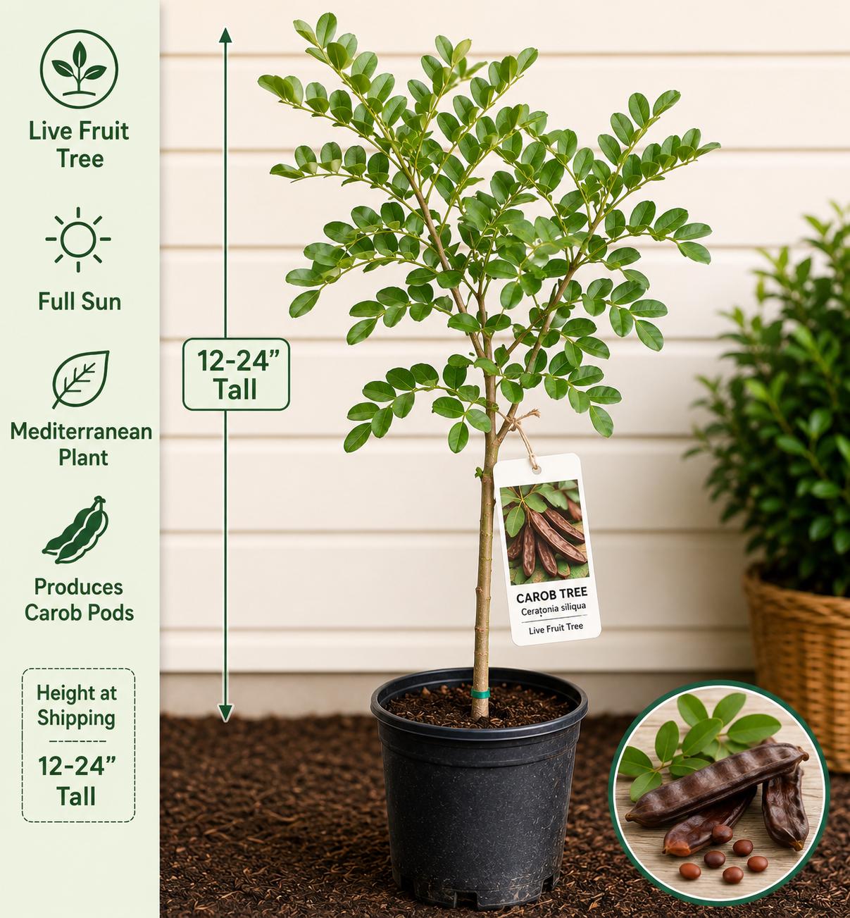 Carob Live Fruit Tree 12-24 Inches Tall – Ceratonia siliqua – Mediterranean Evergreen Edible Garden Plant