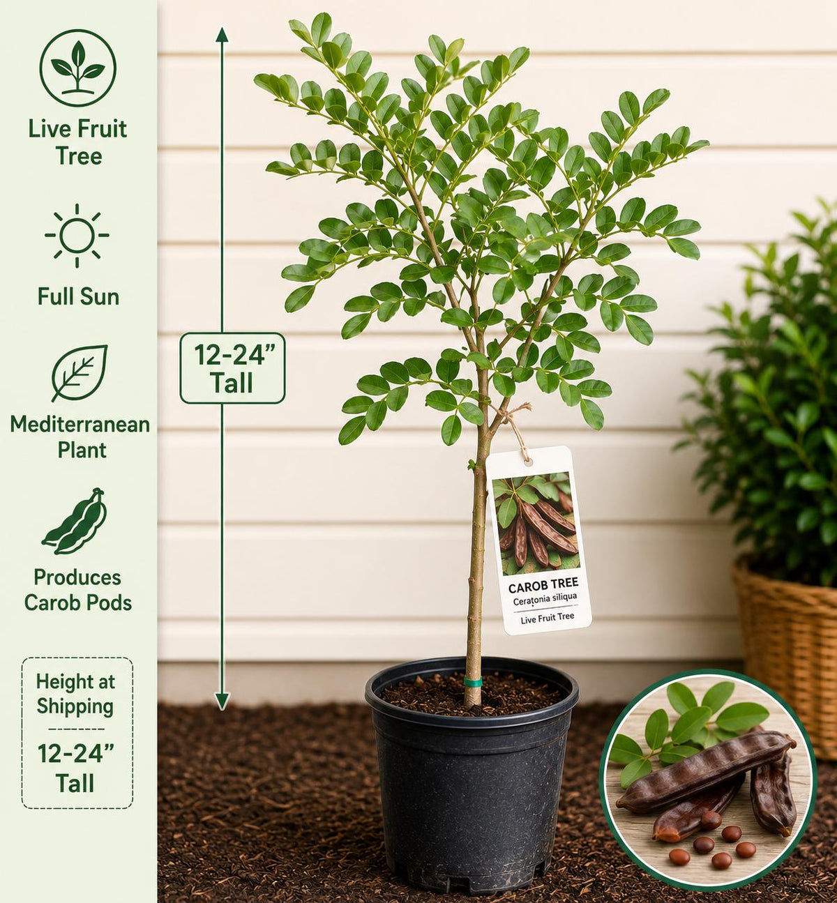 Carob Live Fruit Tree – 12-24 Inches Tall – Ceratonia siliqua – Mediterranean Evergreen Fruit Tree for Edible Gardens