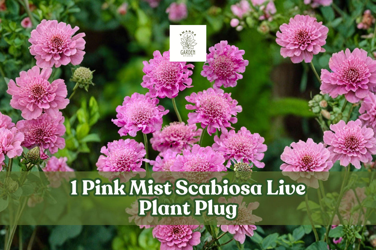 Pink Mist Scabiosa Live Plant Plug - Pincushion Flower Perennial for Borders, Containers, Cottage Gardens, Scabiosa columbaria