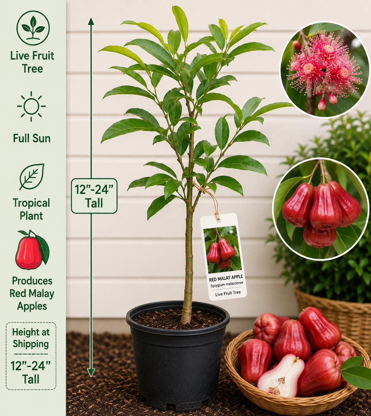 Red Malay Apple Live Fruit Tree – Syzygium malaccense – Tropical Edible Landscape Plant, 12–24 Inches Tall
