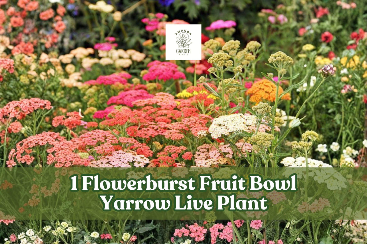 Yarrow Live Plant - Achillea Millefolium Starter - Pollinator-Friendly Perennial Flower for Gardens and Borders