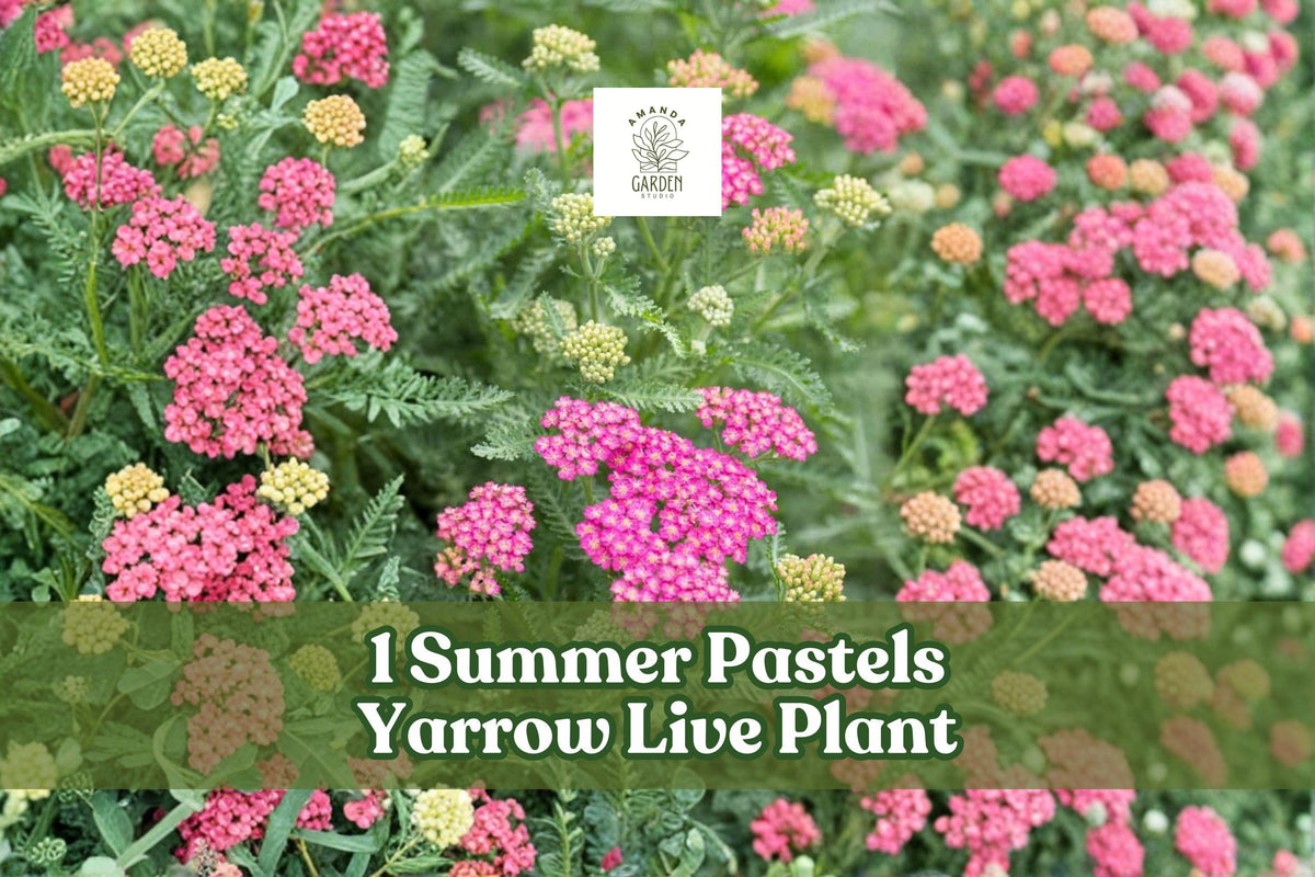 Summer Pastels Yarrow Live Plant – Achillea Millefolium Perennial Flower, Pollinator-Friendly, Drought Tolerant, Cut Flower, Starter Plant