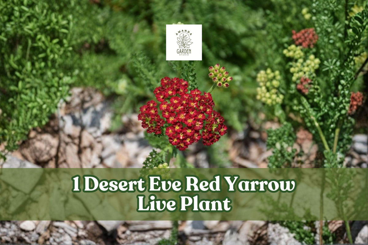 Desert Eve Red Yarrow Live Plant – Achillea millefolium Perennial Starter for Borders, Pollinator Gardens, Containers