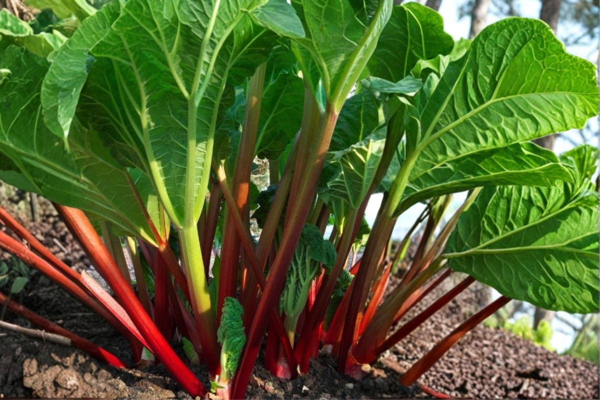 Glaskins Perpetual Rhubarb Seeds – Rheum rhabarbarum Red Stalk Perennial Vegetable for Edible Gardens