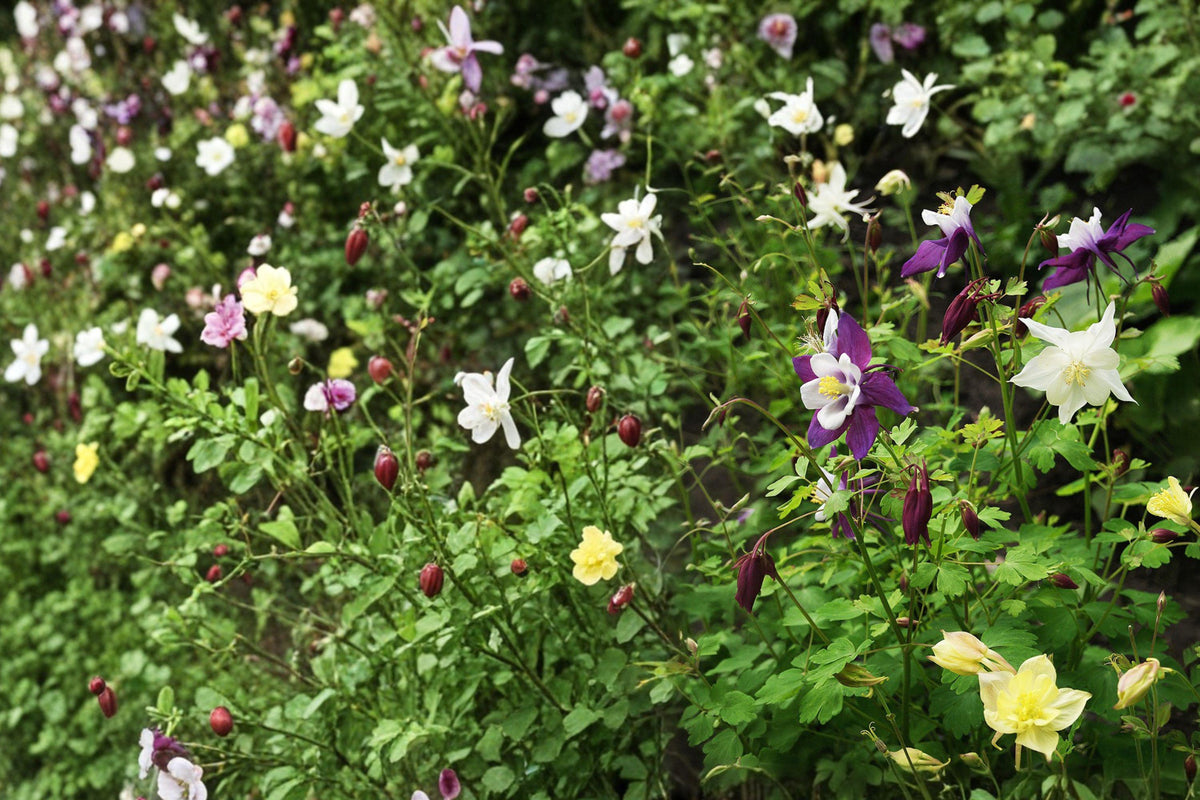 McKana Giant Columbine Seeds – Aquilegia caerulea Mixed Colors Perennial Flower for Garden, Borders, and Cut Flowers