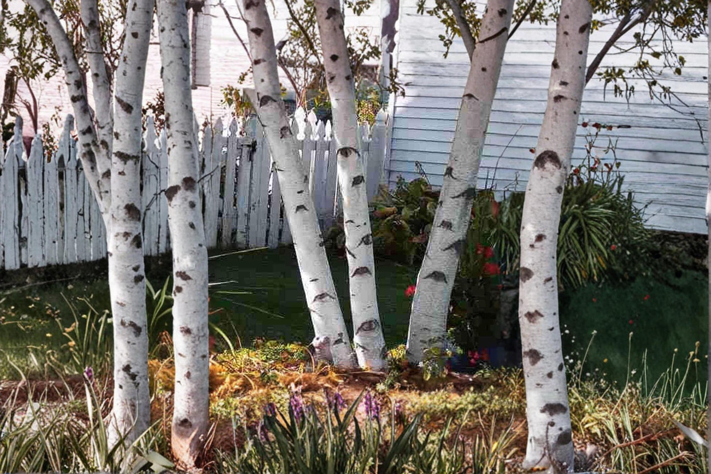 White Paper Birch Seedlings – Betula papyrifera Live Trees for Landscaping and Ornamental Gardens