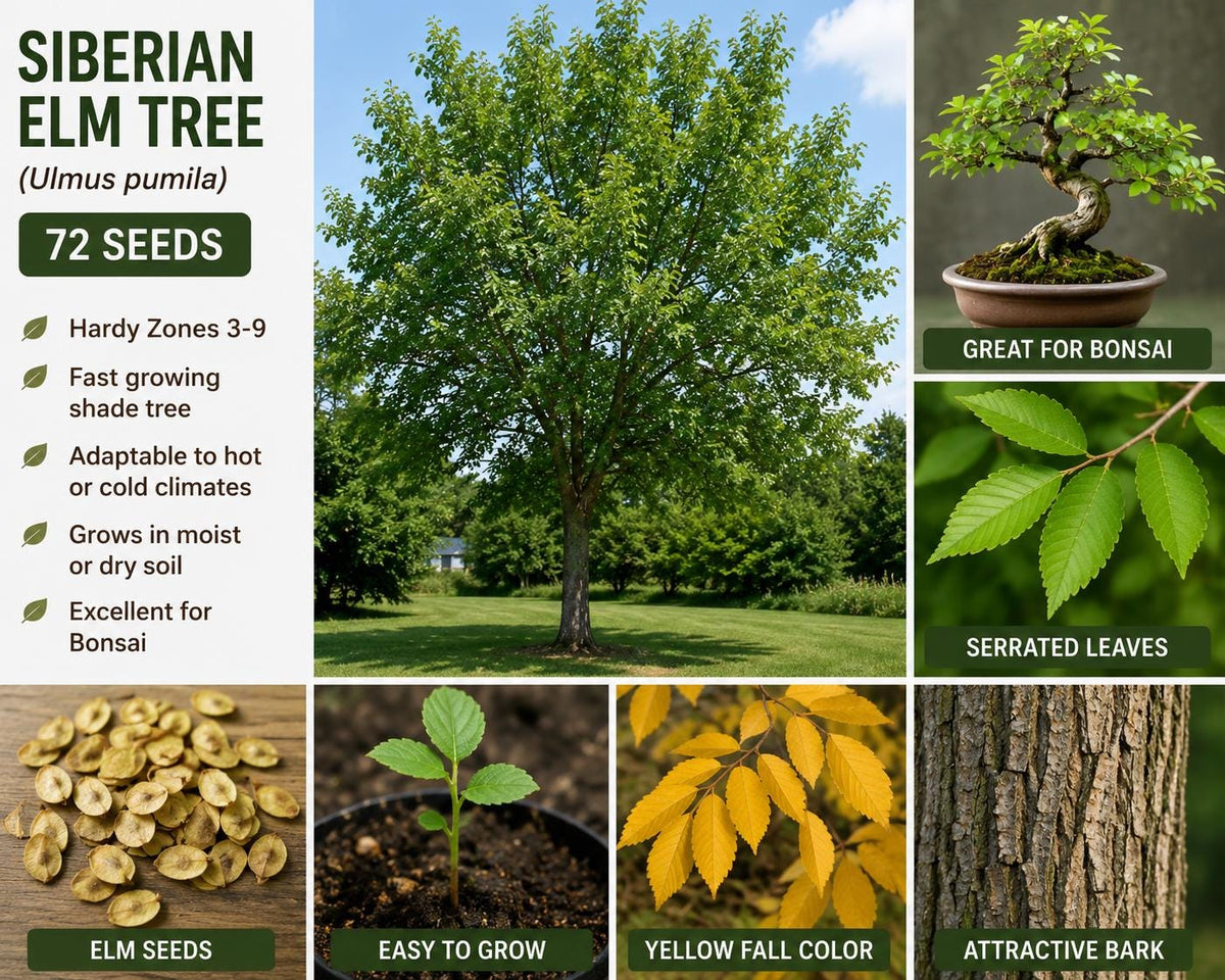 Siberian Elm Tree Seeds – Ulmus pumila, Deciduous Shade Tree, Bonsai & Landscaping, 72 Seeds