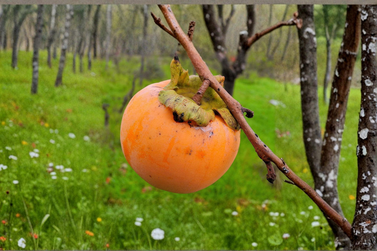 Japanese Persimmon Seeds – Diospyros kaki Fruit Tree for Edible Gardens and Landscapes, Deciduous Fruit Tree Seeds
