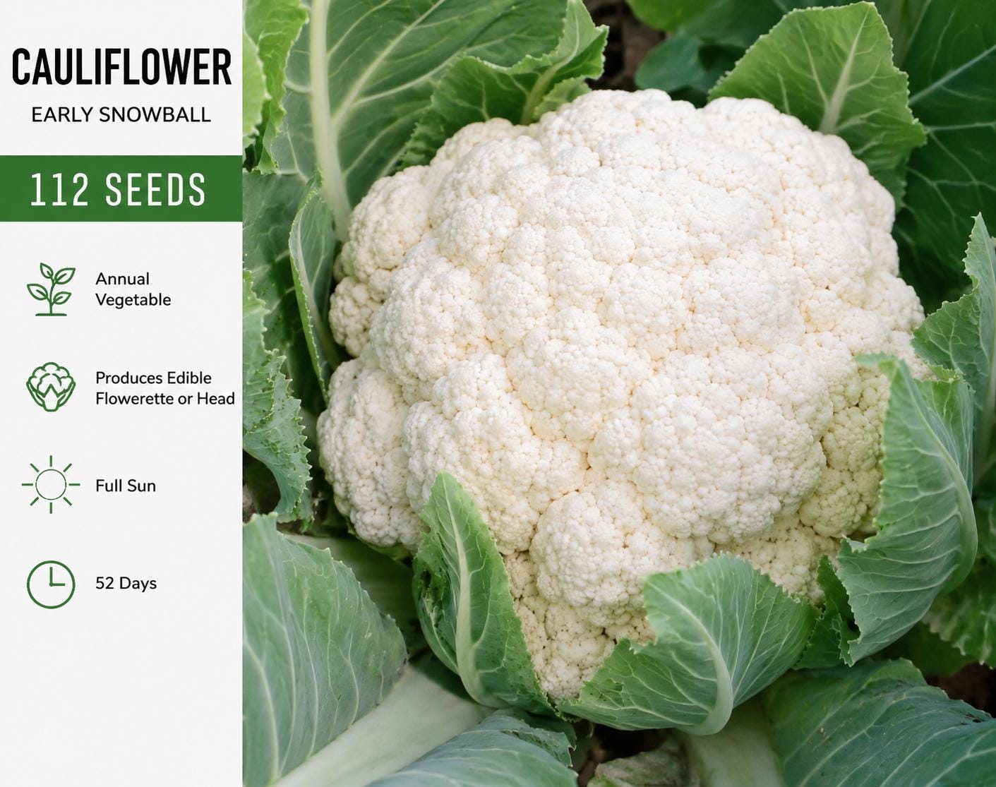 Early Snowball Cauliflower Seeds – Brassica oleracea var. botrytis, Compact White Head, Annual Vegetable, Full Sun, 112 Seeds