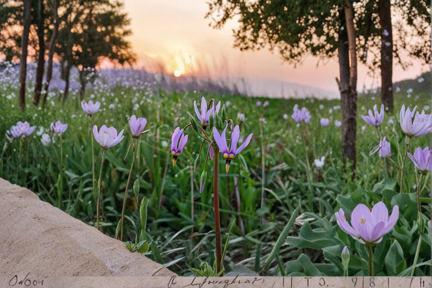 Midland Shooting Star Seeds – Dodecatheon meadia Wildflower, Native Perennial Prairie Flower, Spring Blooming, Pollinator-Friendly Plant
