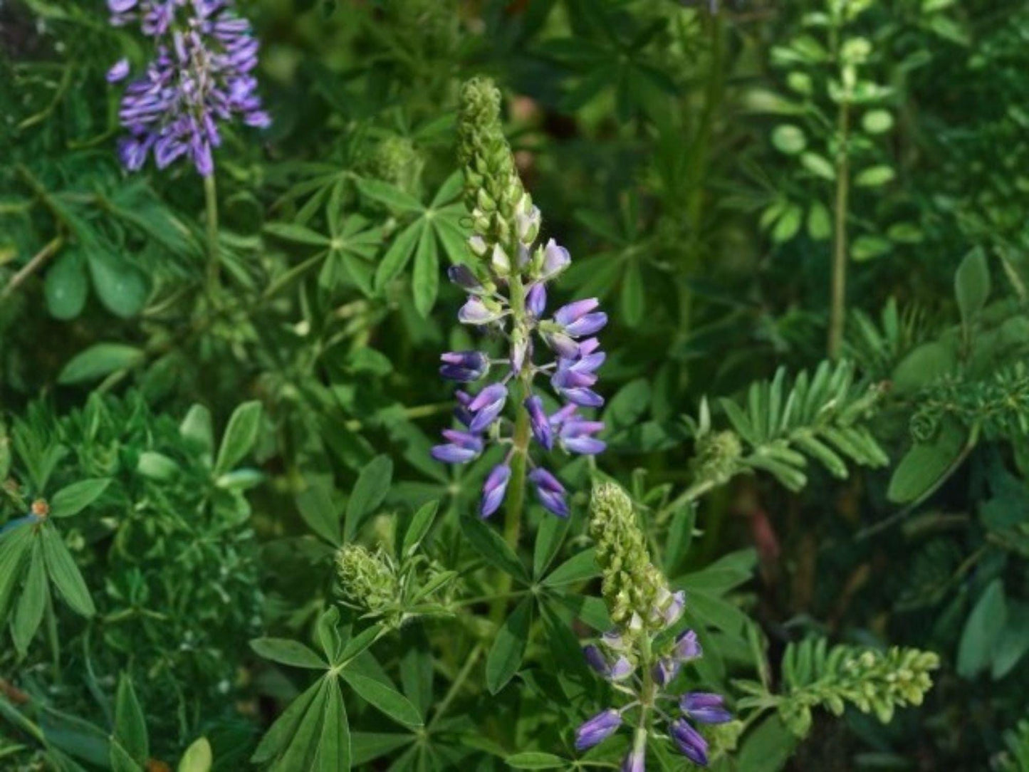 Riverbank Lupine Seeds – Native Perennial Wildflower for Pollinator Gardens & Cottage Landscapes – Lupinus rivularis