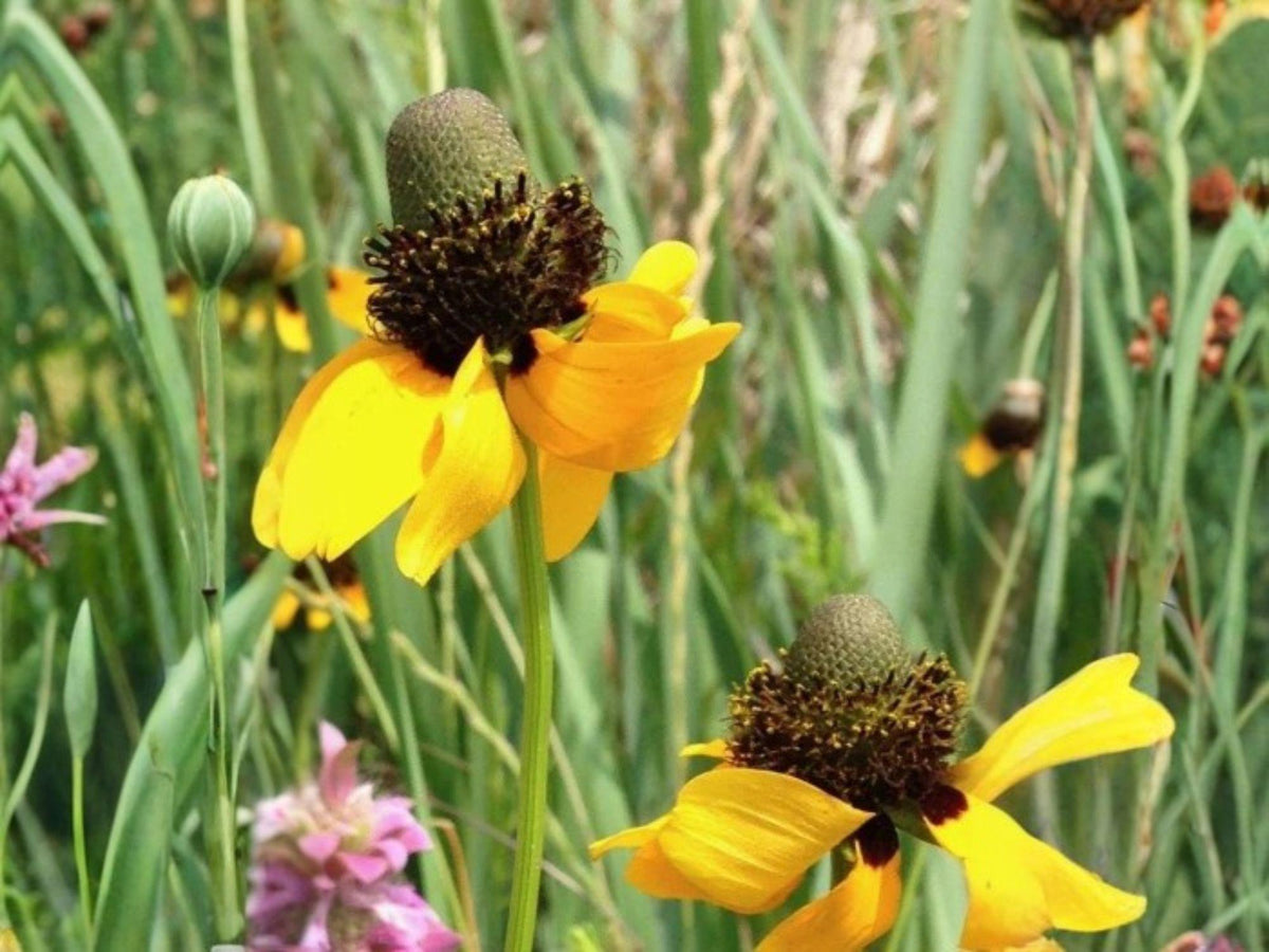 Clasping Coneflower Seeds – Rudbeckia amplexicaulis Native Wildflower for Pollinator Gardens & Prairie Landscapes