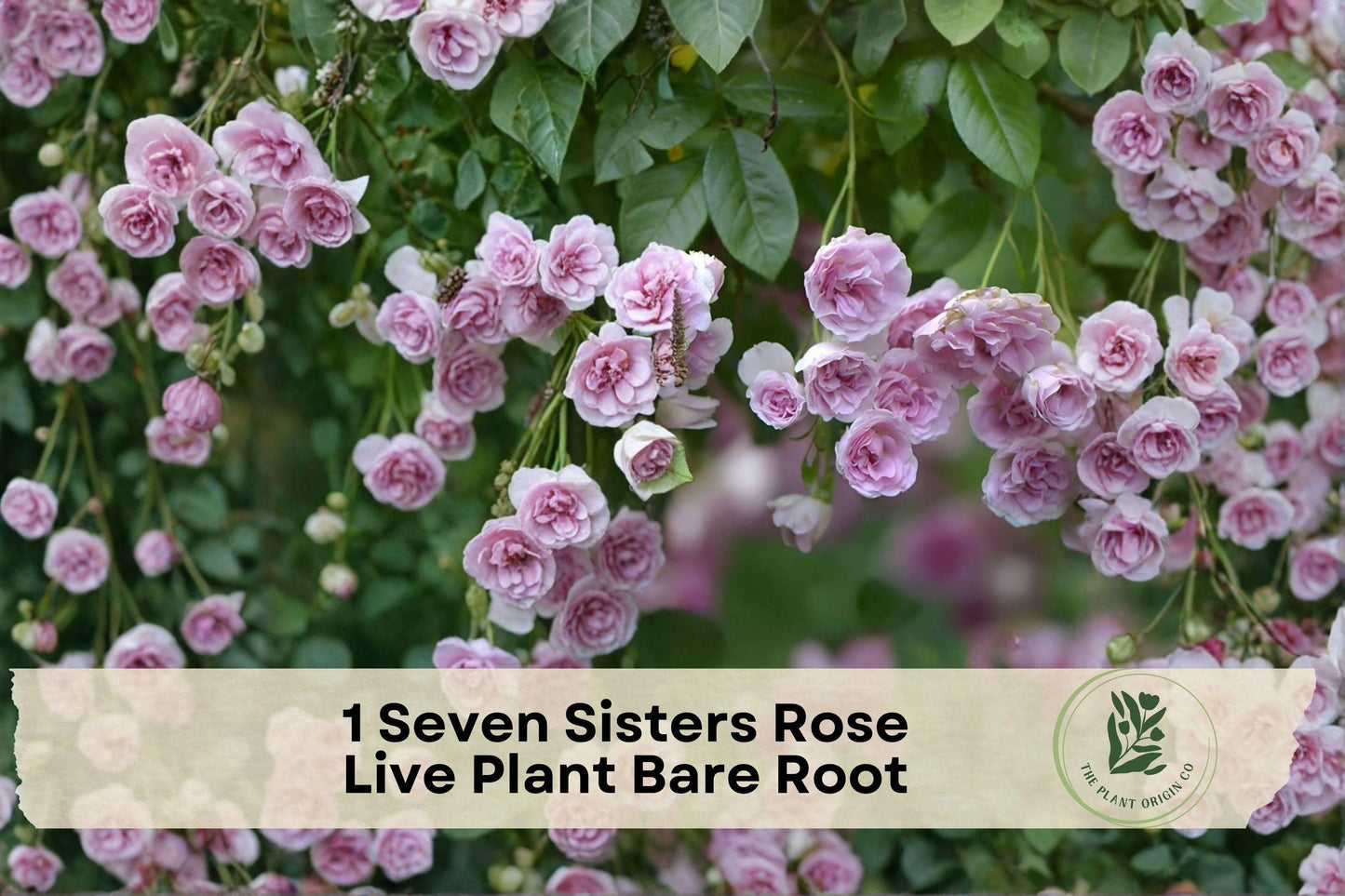 Seven Sisters Rose Live Plant Bare Root Climbing Pink Rambler Rose Rosa ‘Seven Sisters’