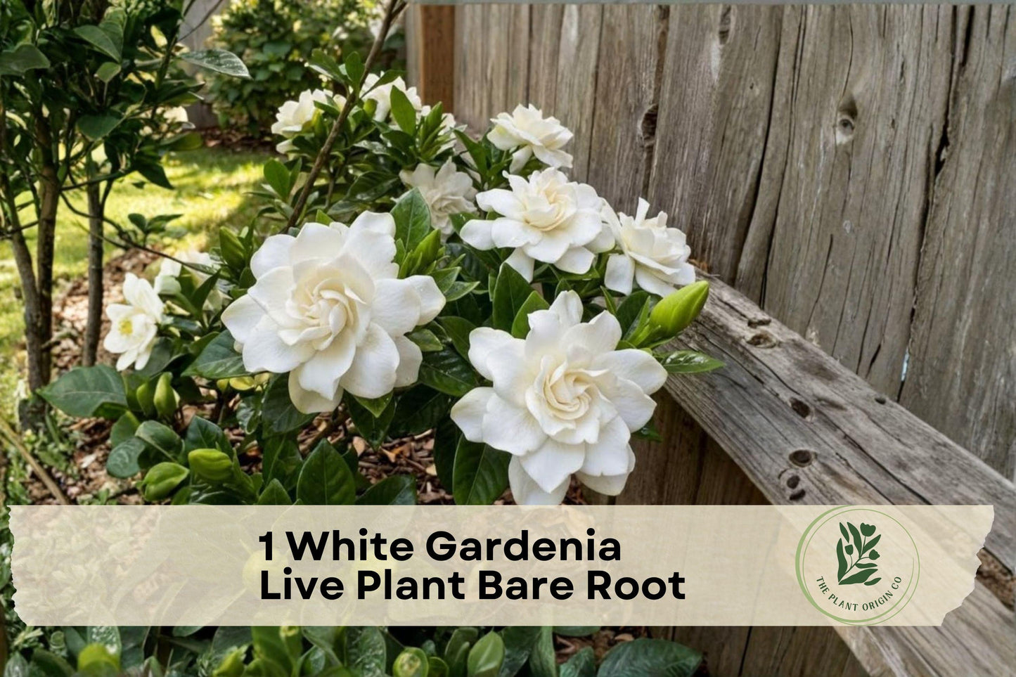 White Gardenia Live Plant Bare Root – Gardenia jasminoides, Heirloom Shrub for Garden Borders, Entryways & Containers