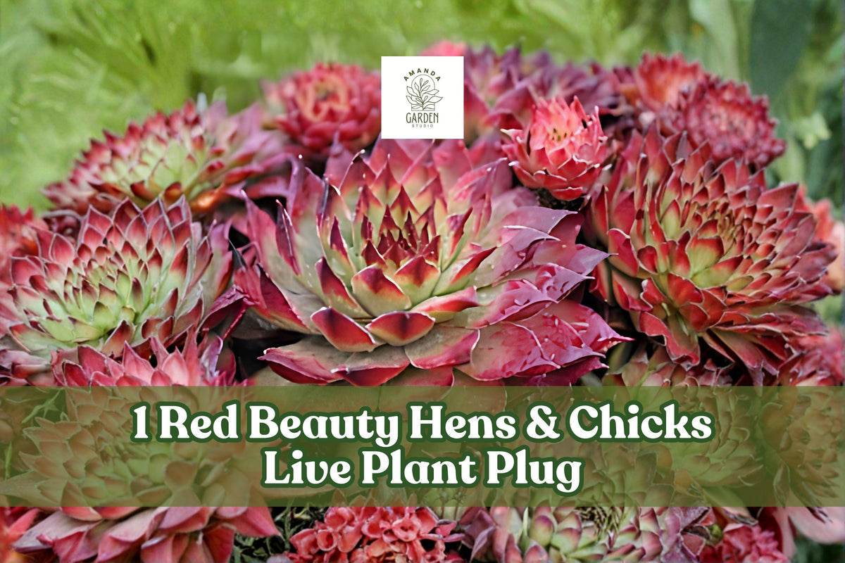 Red Beauty Sempervivum Hens & Chicks Live Plant Plug, Succulent Rosette, Hardy Rock Garden, Container, Colorockz Series