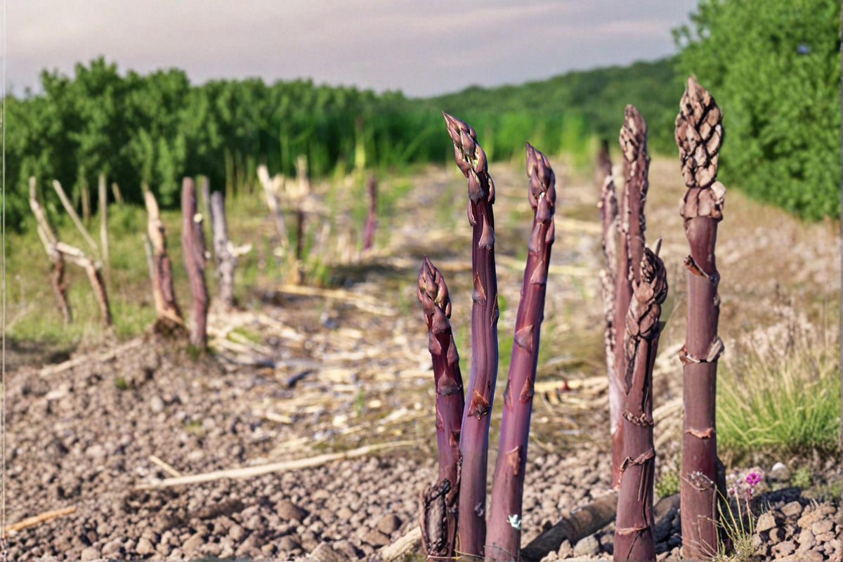 Purple Passion Asparagus Plants – 2 Bare Root Crowns, Edible Perennial Vegetable, Purple Spears, Asparagus officinalis