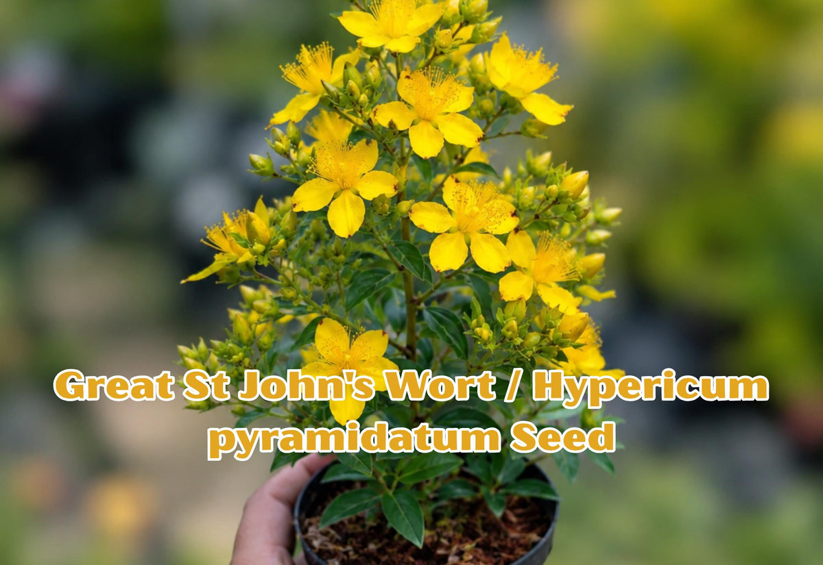 St John's Wort Seeds | Hypericum pyramidatum Perennial Wildflower | Bright Yellow Blooms | Pollinator Friendly