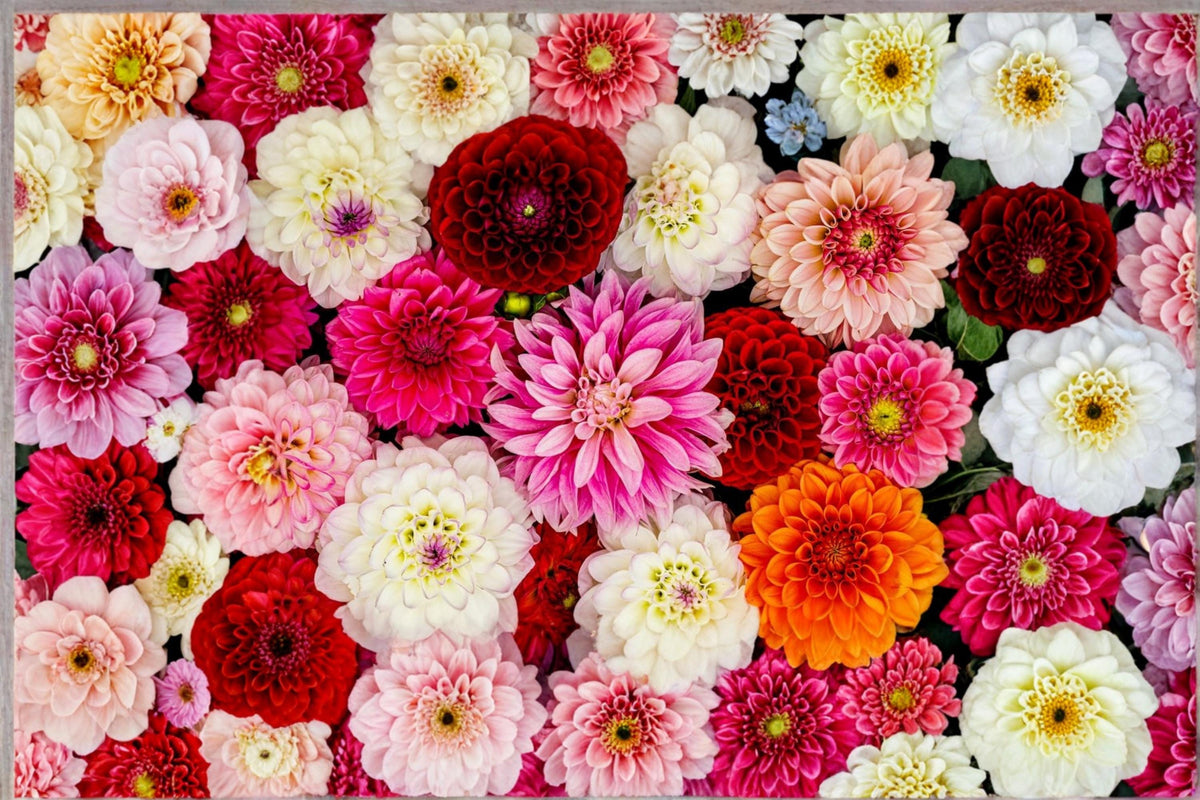 Mixed Dahlia Tuber – Flowering Ornamental Plant with Colorful Blooms – Dahlia pinnata