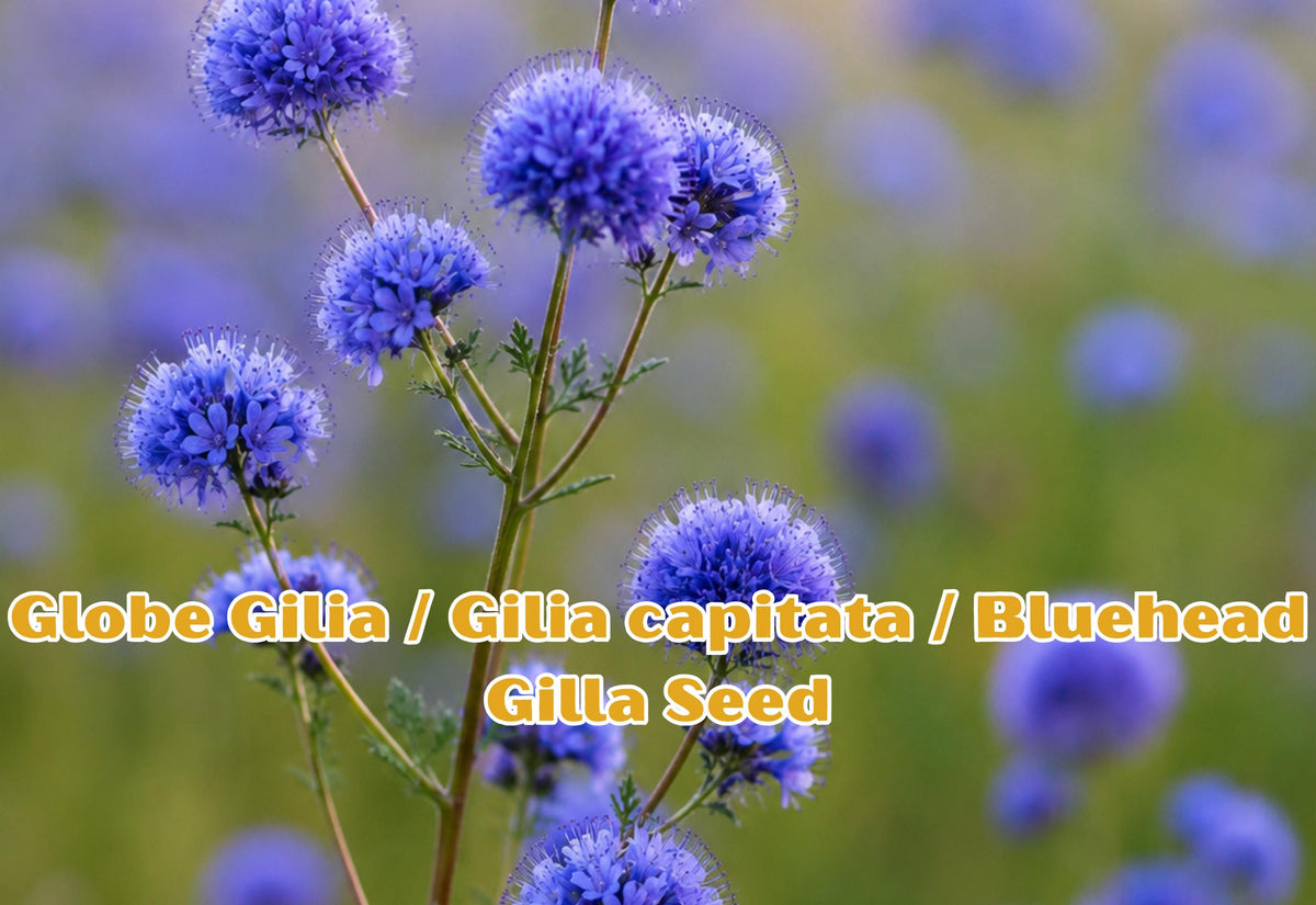 Bluehead Wildflower Seeds, Gilia capitata, Pollinator Garden, Cut Flowers, Drought Tolerant, 100 Seeds