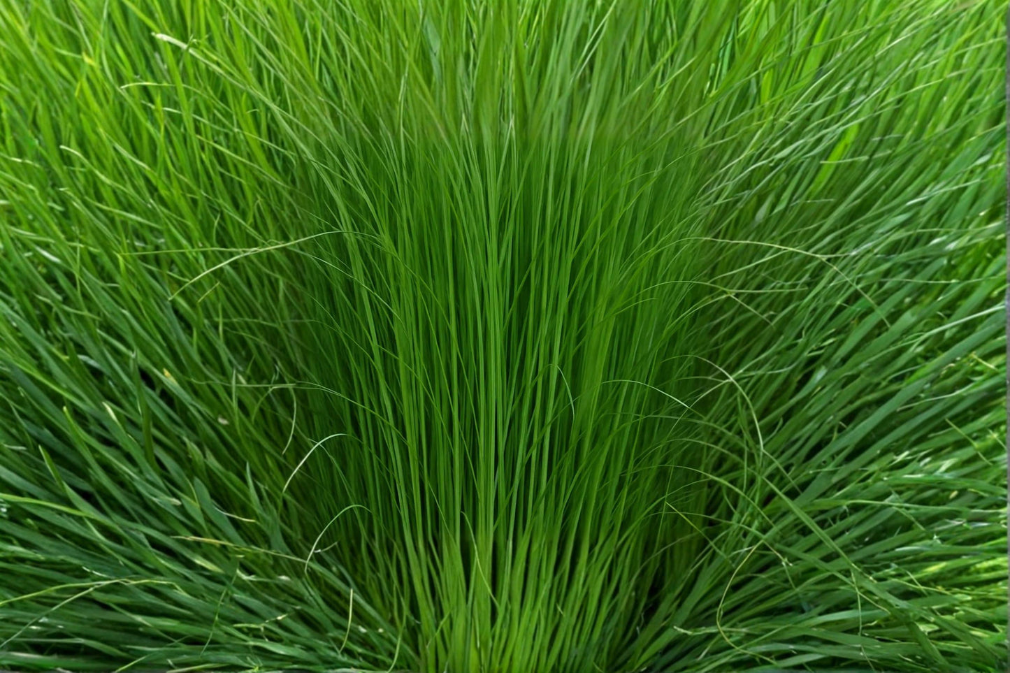 Elephant Grass Seeds, Pennisetum purpureum, Ornamental Tall Grass for Landscaping & Privacy Screening